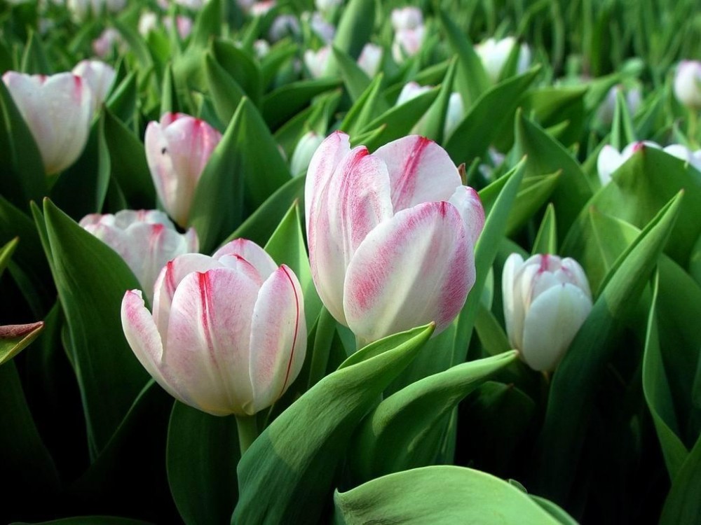 tulip-flowers