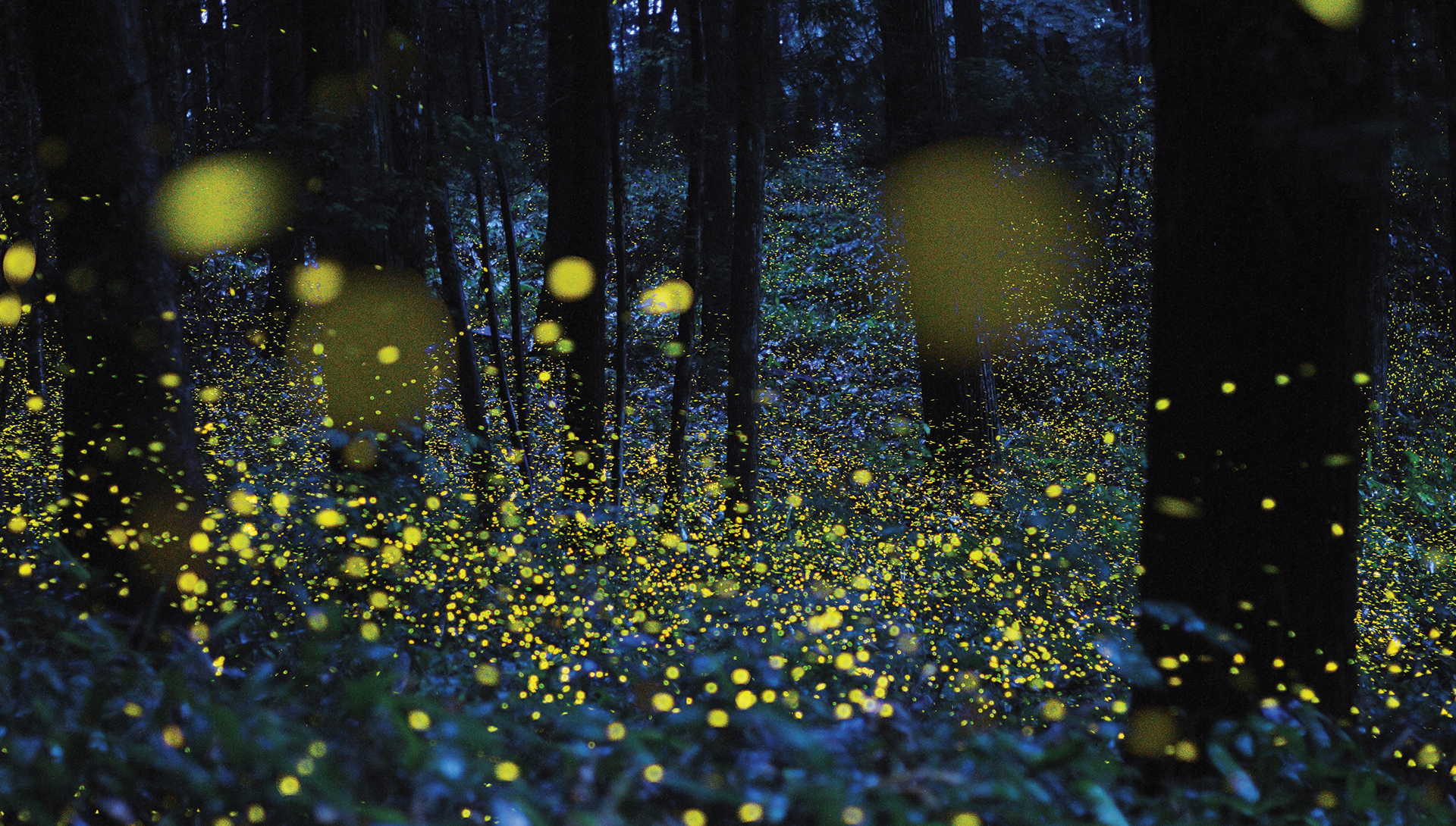 fireflies-lightning-bugs